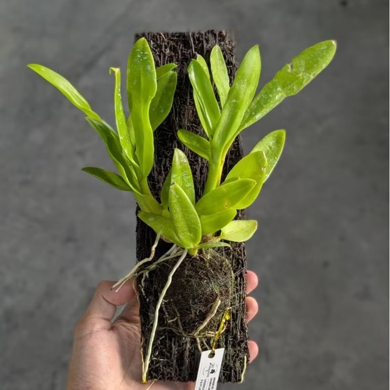 Anggrek Verninha Papua