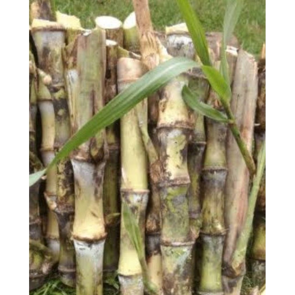 bibit tebu telor isi 12 batang