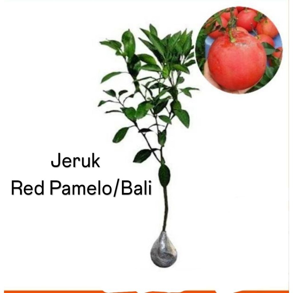 Bibit Jeruk Red Pamelo/Bali Merah (Asli)