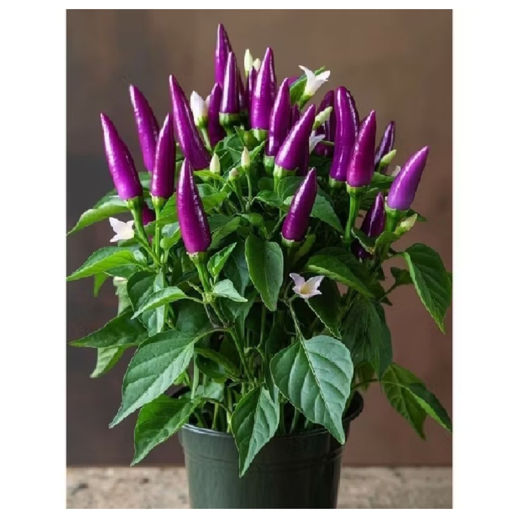 Tanaman cabai rawit purple/pohon cabe rawit ungu