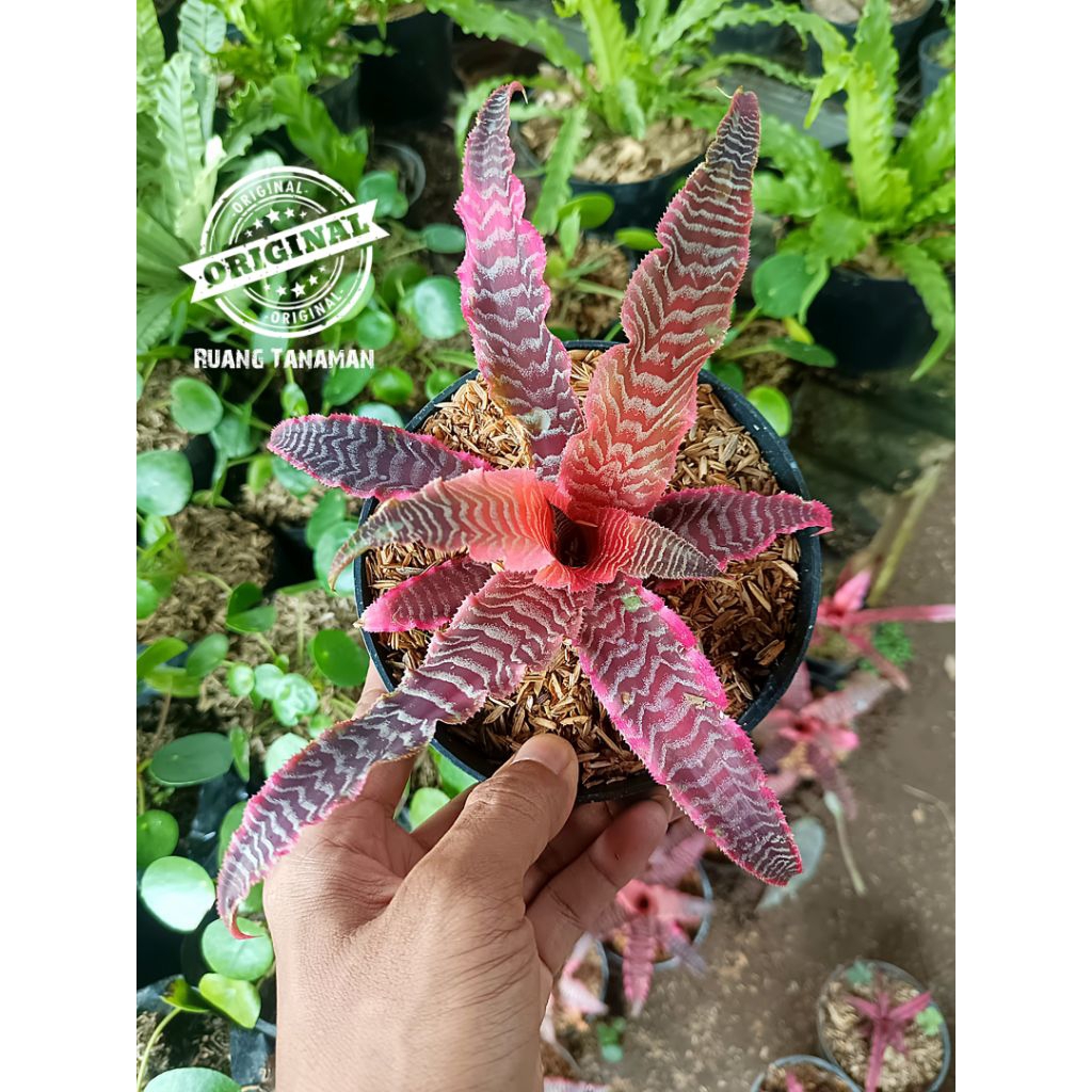 Promo tanaman hias sansivera tokek pink / pohon sansivera tokek pink