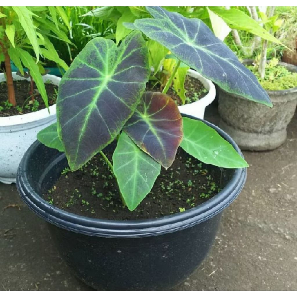 Tanaman keladi daun ungu / tanaman hias alokasia