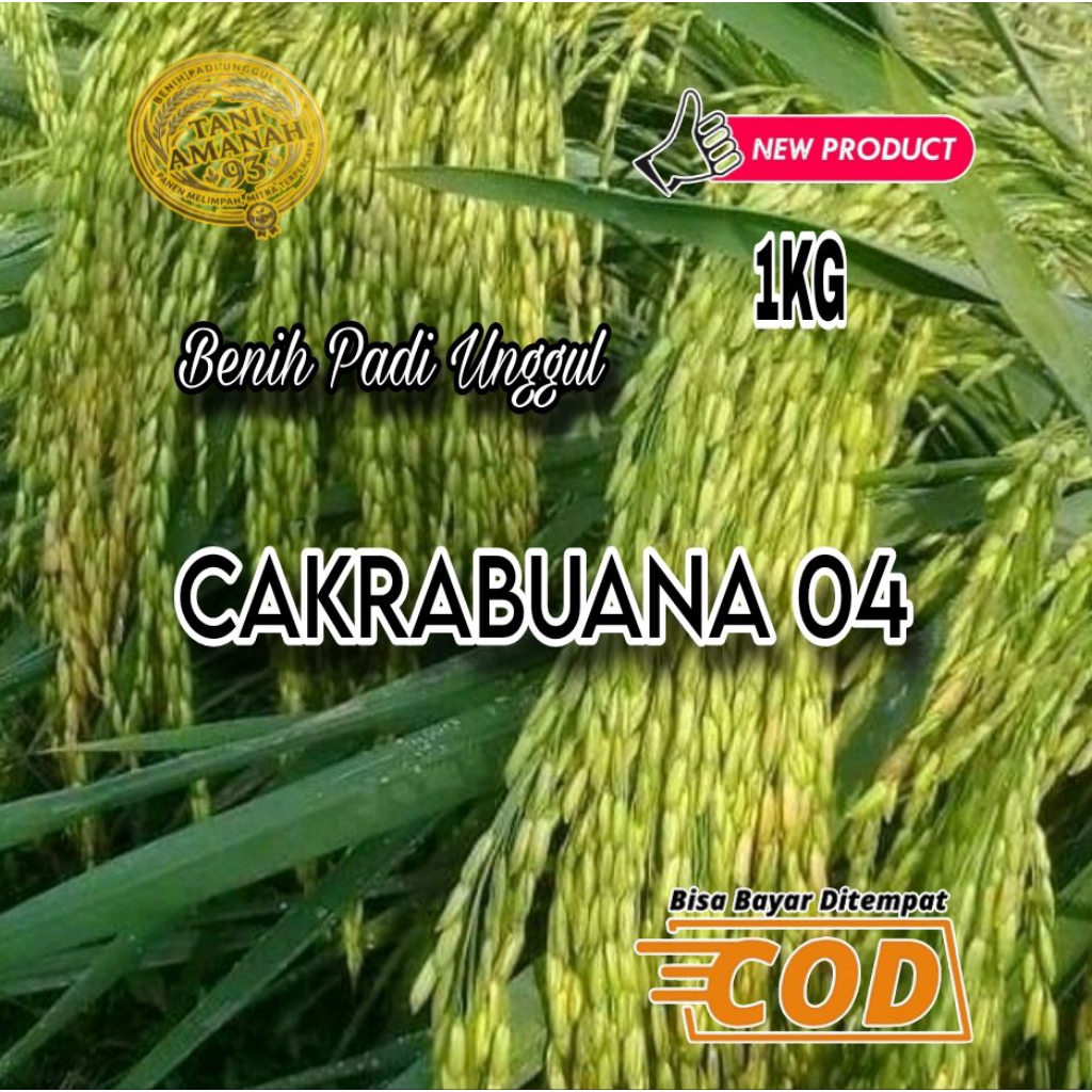 BENIH PADI BERKUALITAS UNGGUL CAKRABUANA 04 100%ORIGINAL