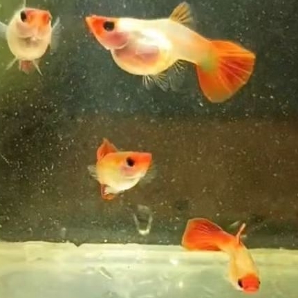 Guppy Blonde Koi Short Body Glass Belly