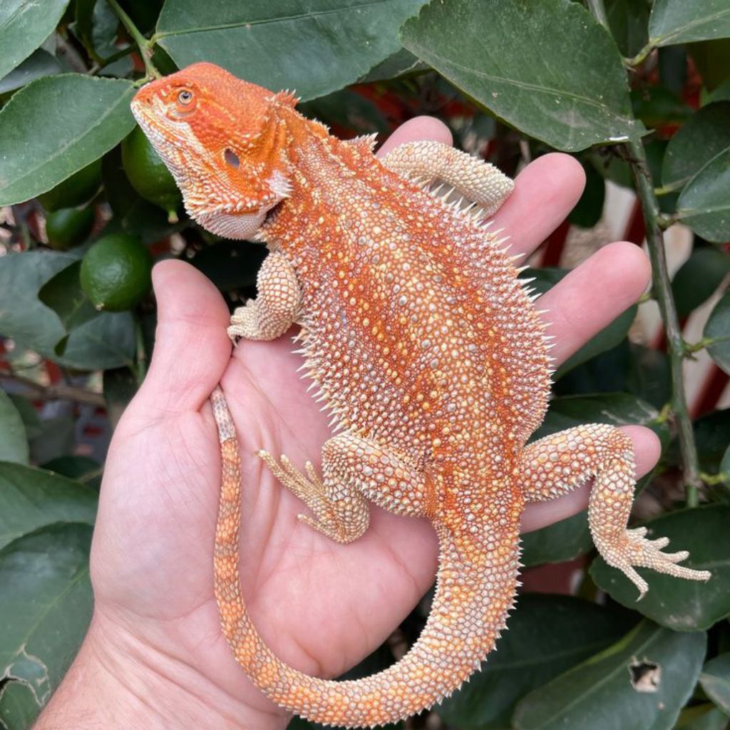 mainan anak baby bearded dragon/baby bearded dragon/BD hypo, cittrus, super red bold line/bearded dr