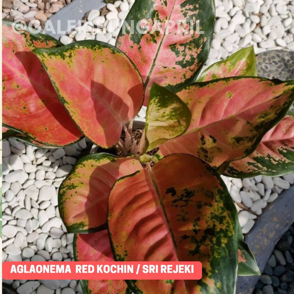 PROMO TEBUS MURAH Aglaonema Red Kochin / Tanaman Hias Aglaonema / Aglaonema Murah Meriah 2-4 Daun / 