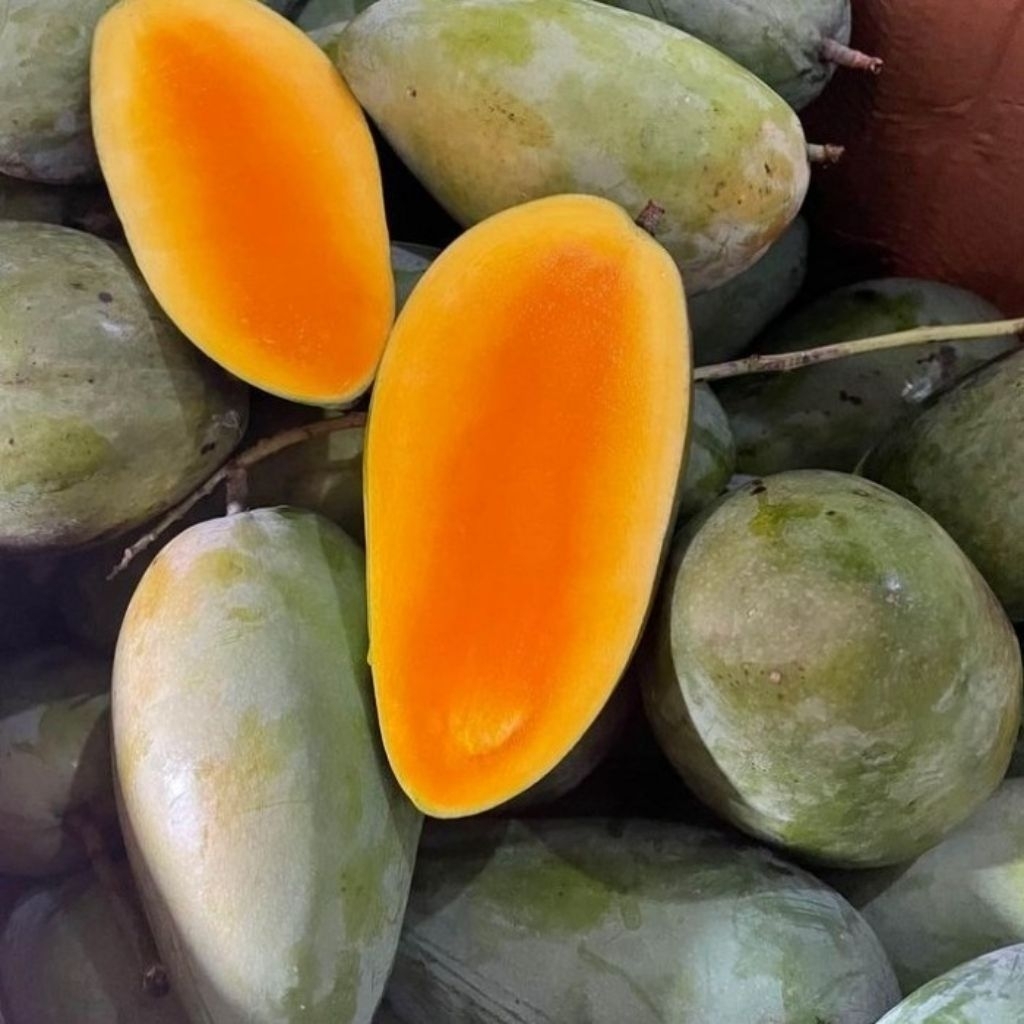 Bibit Mangga Kiojay Cepat Berbuah | Mangga Manis Siap Tanam