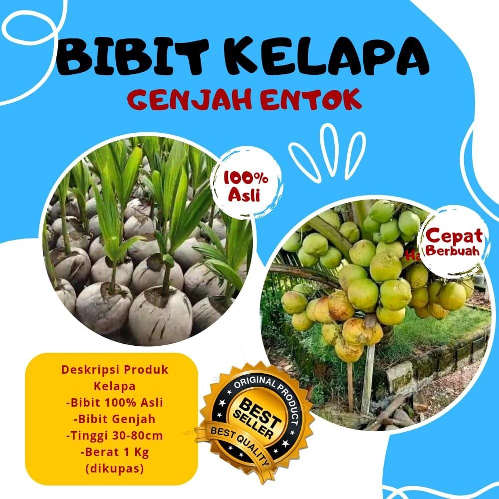 PALING MURAH  Bibit Kelapa Genjah Entok Kebumen, Bibit Kelapa Genjah Entok Terdekat, Bibit Kelapa Ge