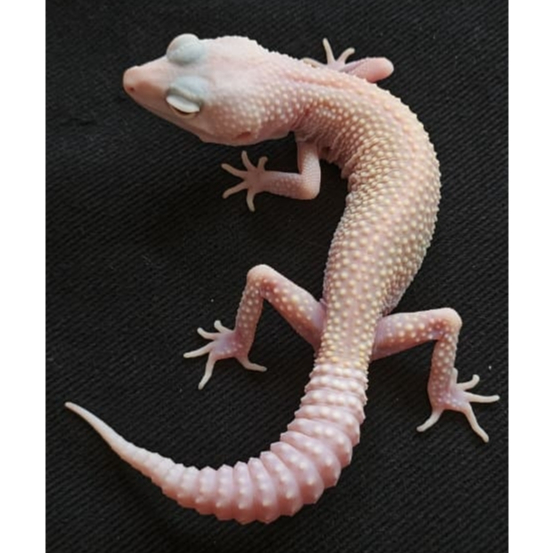 Leopard Gecko MSDB | Gecko Sehat Aktif Jinak - Macksnow Diablo Blanco