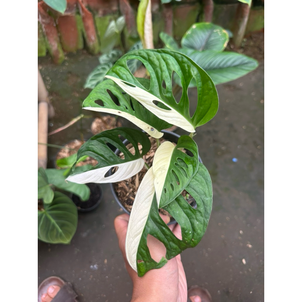 Tanaman Hias Janda Bolong Variegata Halfmoon / Janbol Jepang Varigata Halmoon / Monstera Acuminata V