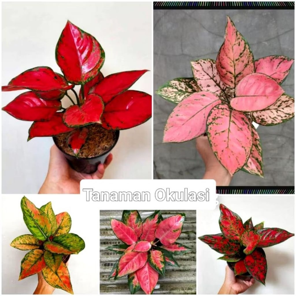 Bunga Aglonema Paket 8 jenis bonggol