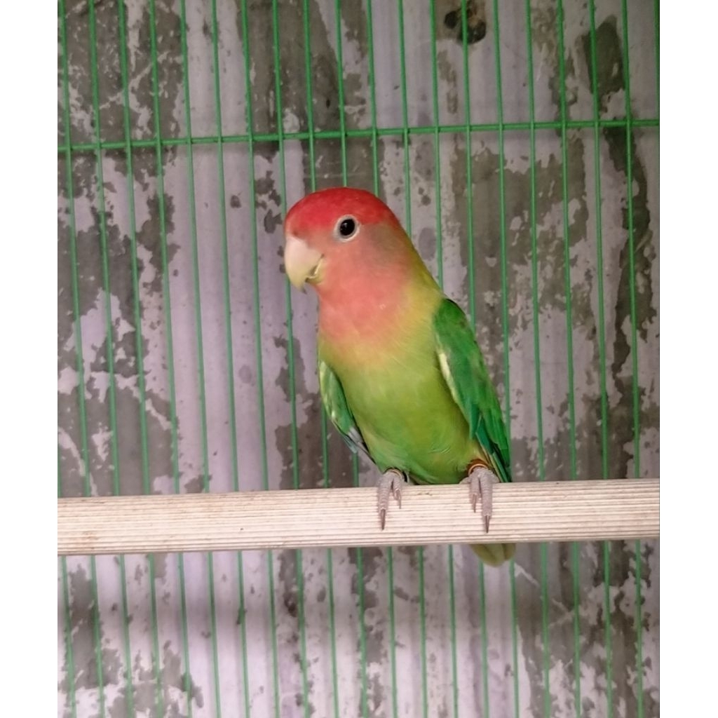 Lovebird non klep NK