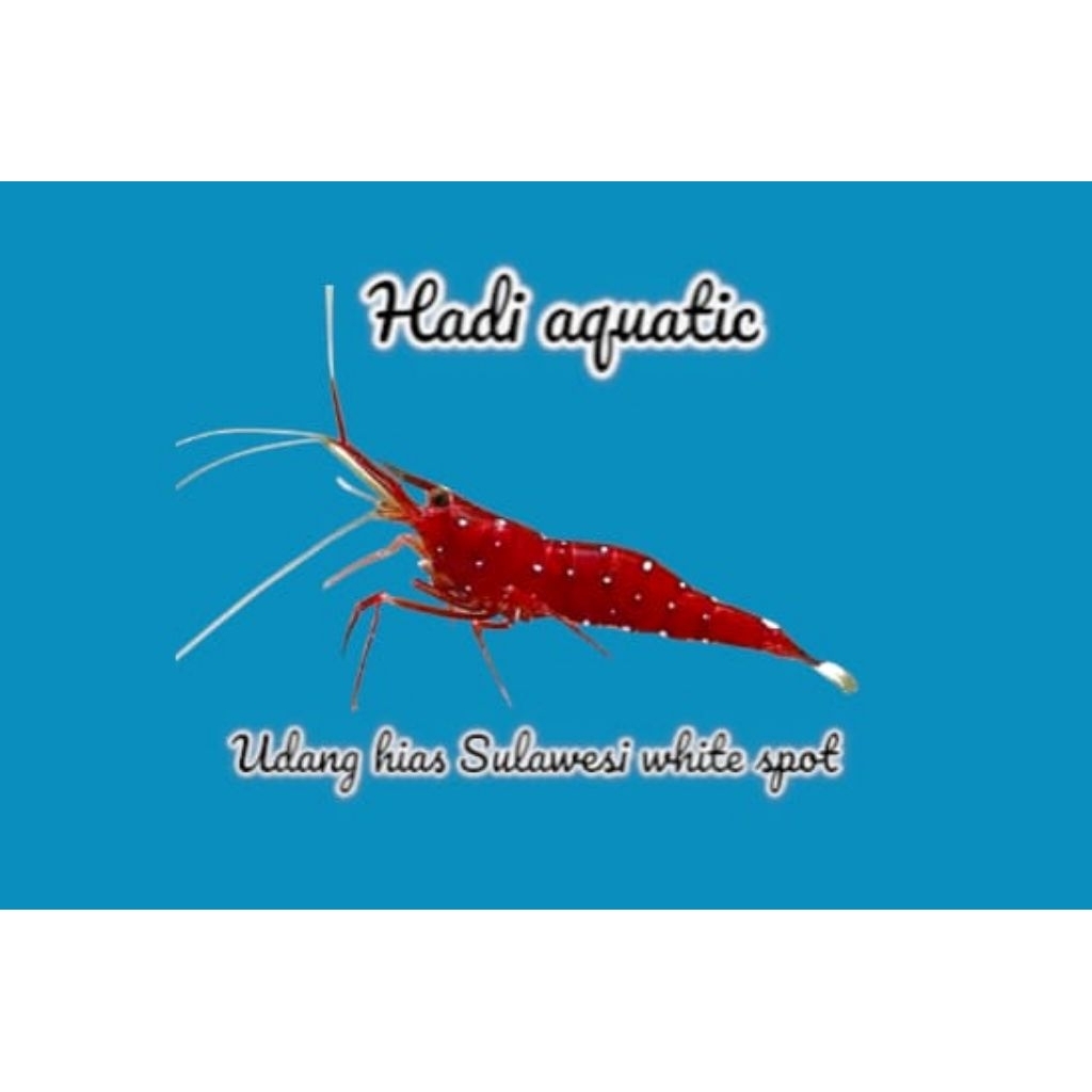 udang hias White Spot Sulawesi