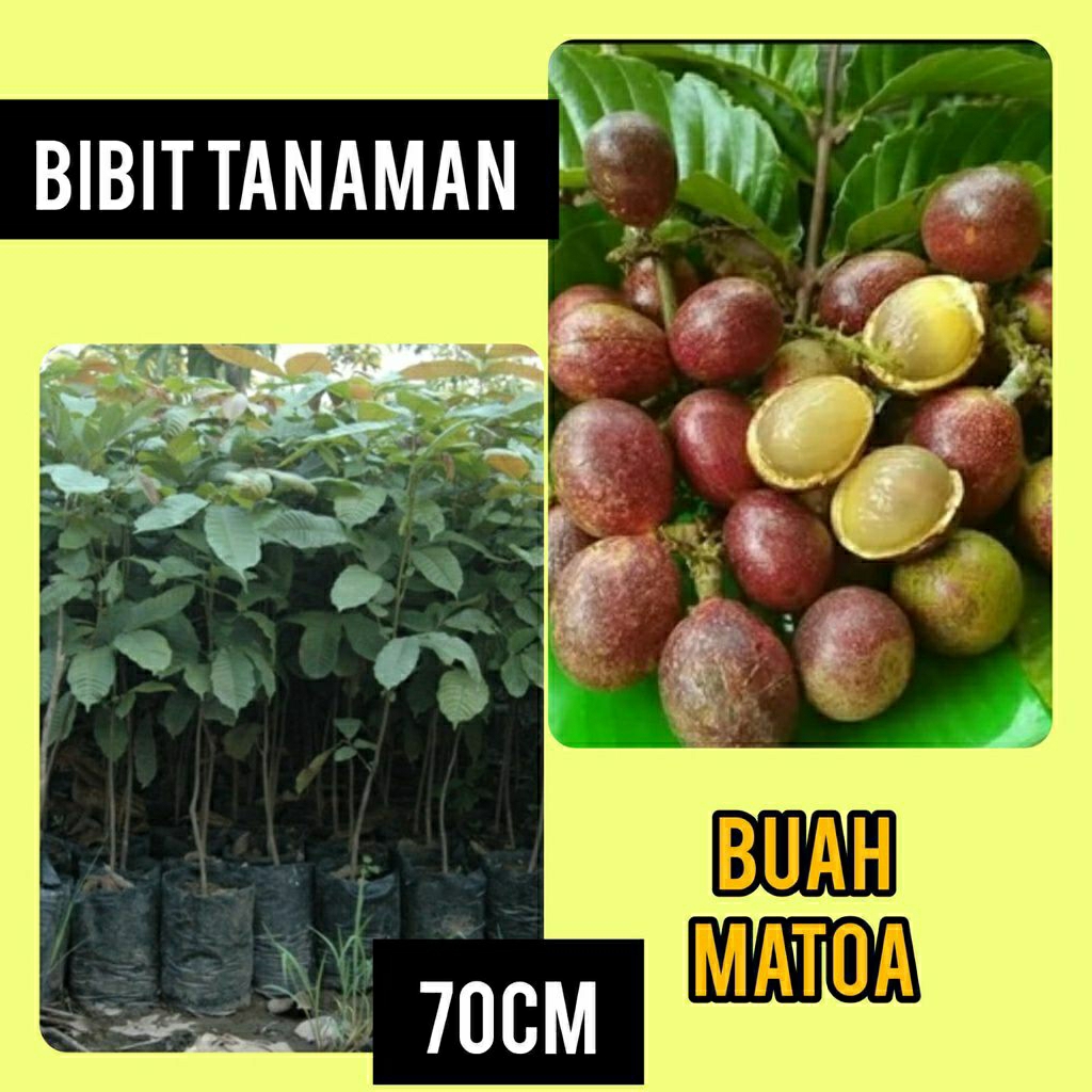 Bibit matoa merah cepat berbuah buah unik matoa