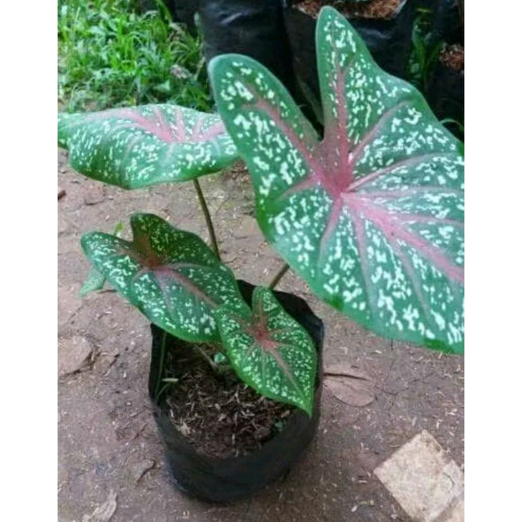 bibit lompong keladi merah
