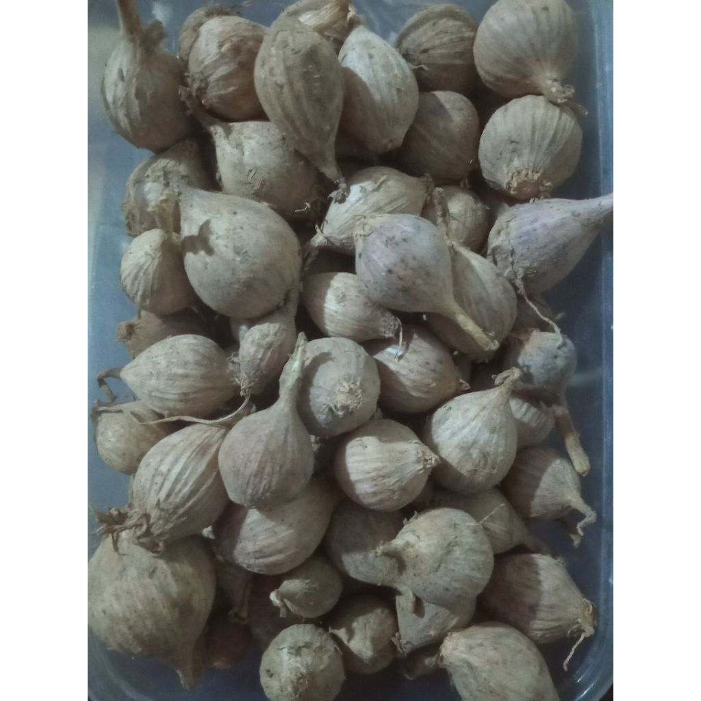 bawang tunggal/bawang lanang lokal sejuta manfaat
