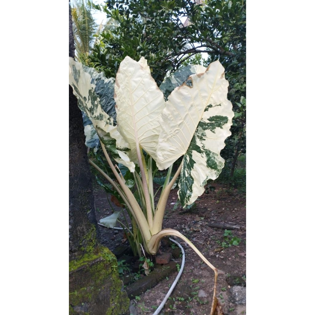 colocasia sente varigata