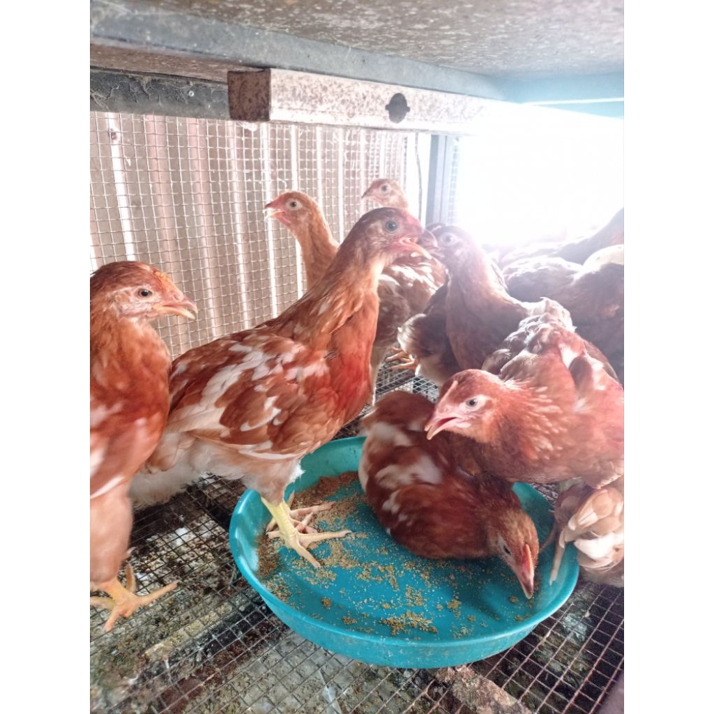 AYAM PETELUR USIA 2 1/2 BULAN SUDAH FULL VAKSIN KOMPLIT