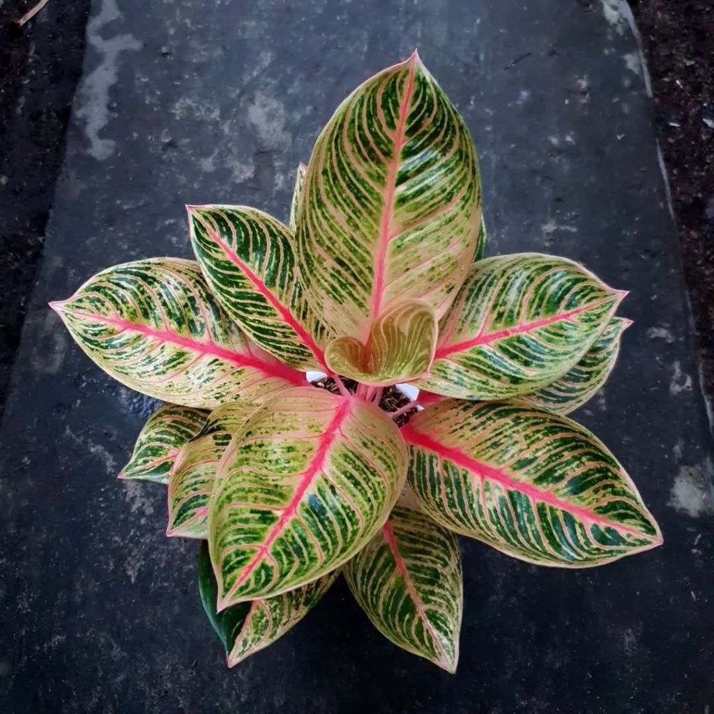 AGLONEMA KRESNA GOLDEN