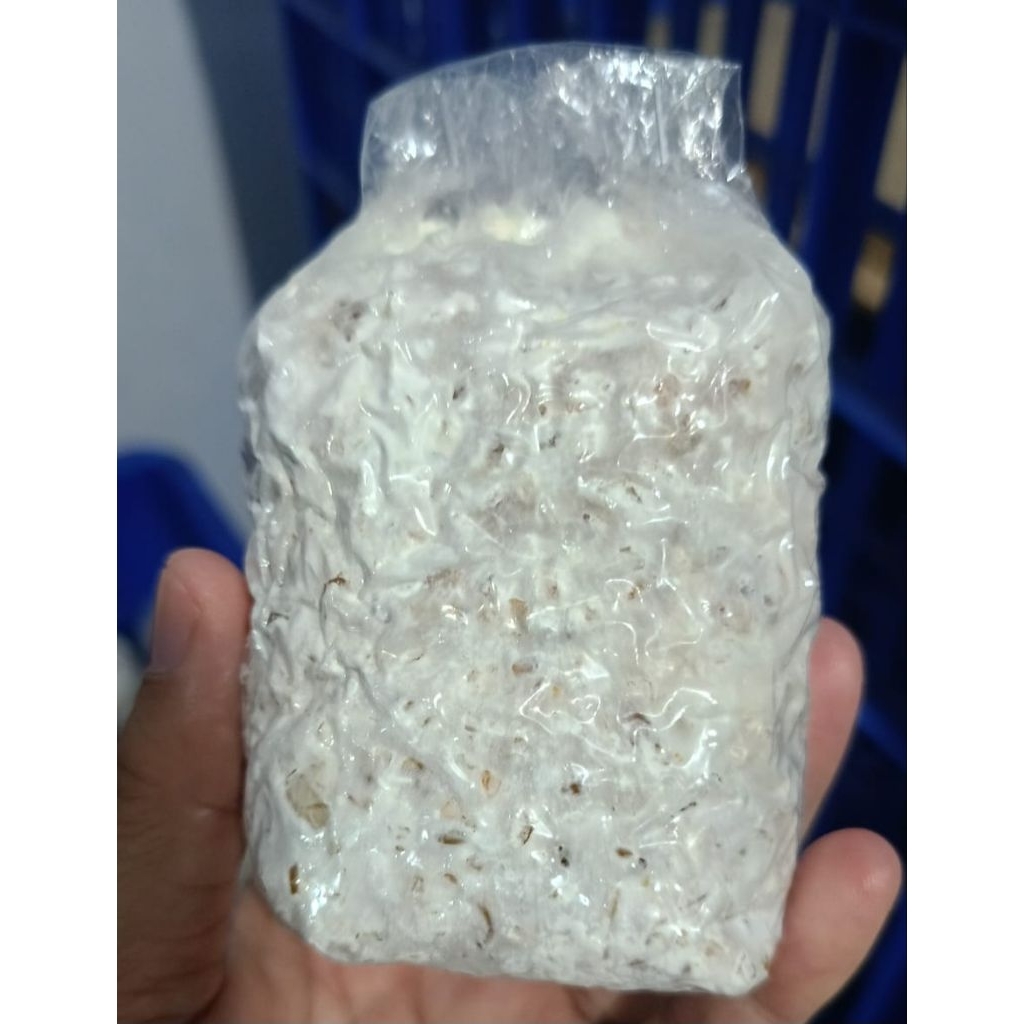 Bibit jamur tiram putih F2/ indukan jamur tiram F2 / starter jamur tiram