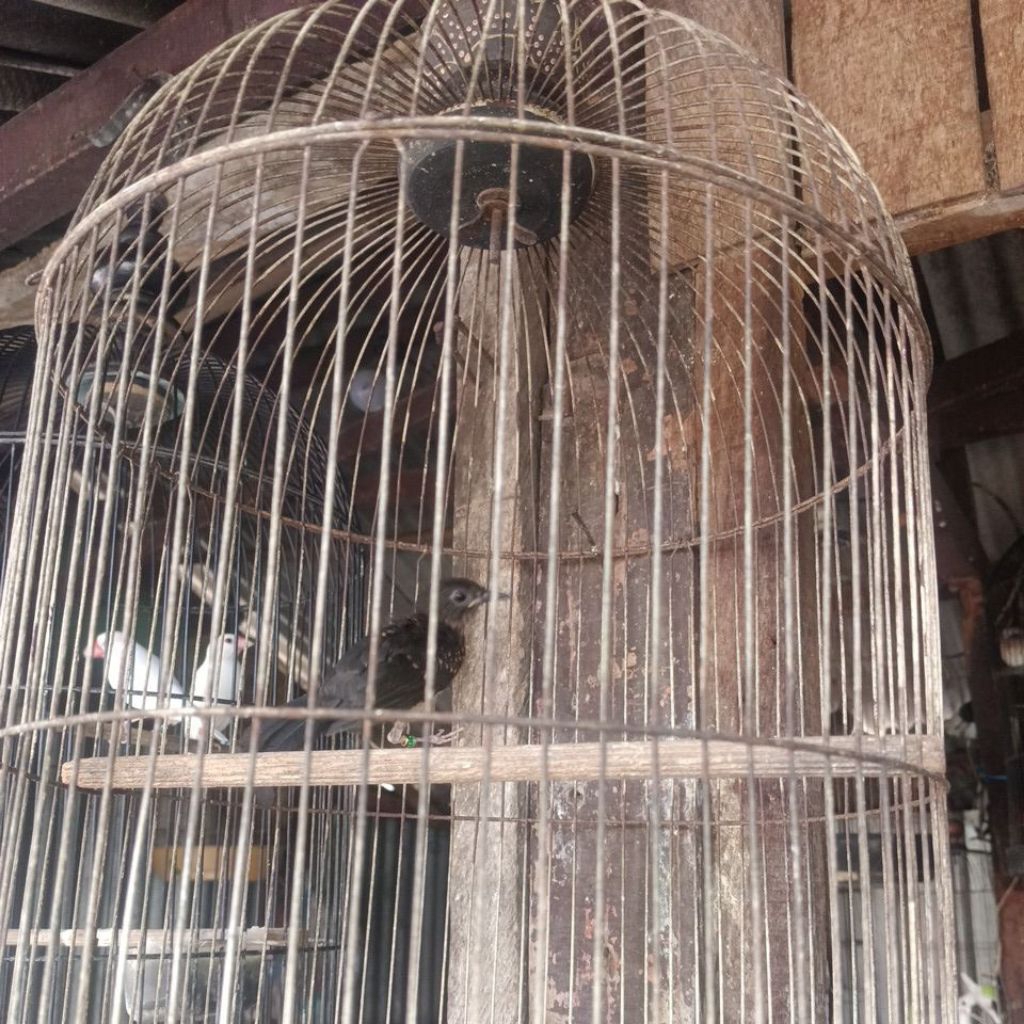Murai batu Jantan
