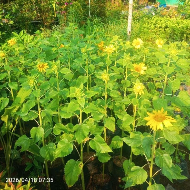 Pohon Bunga Matahari Besar Tinggi 1 meter / Pohon Bunga Matahari Besar Berbunga