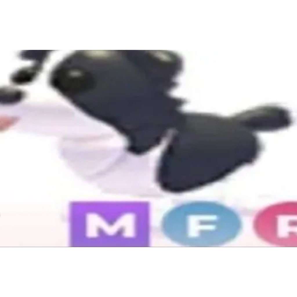 border collie mfr