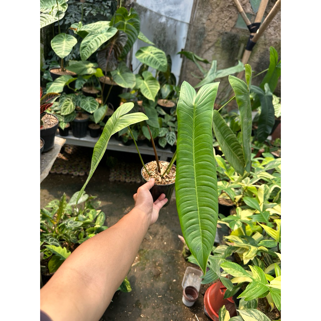 Tanaman Hias Philodendron Sahroniae Reguler Form / Philo sahroni Leguler bb/ philo Sharoniae Reguler