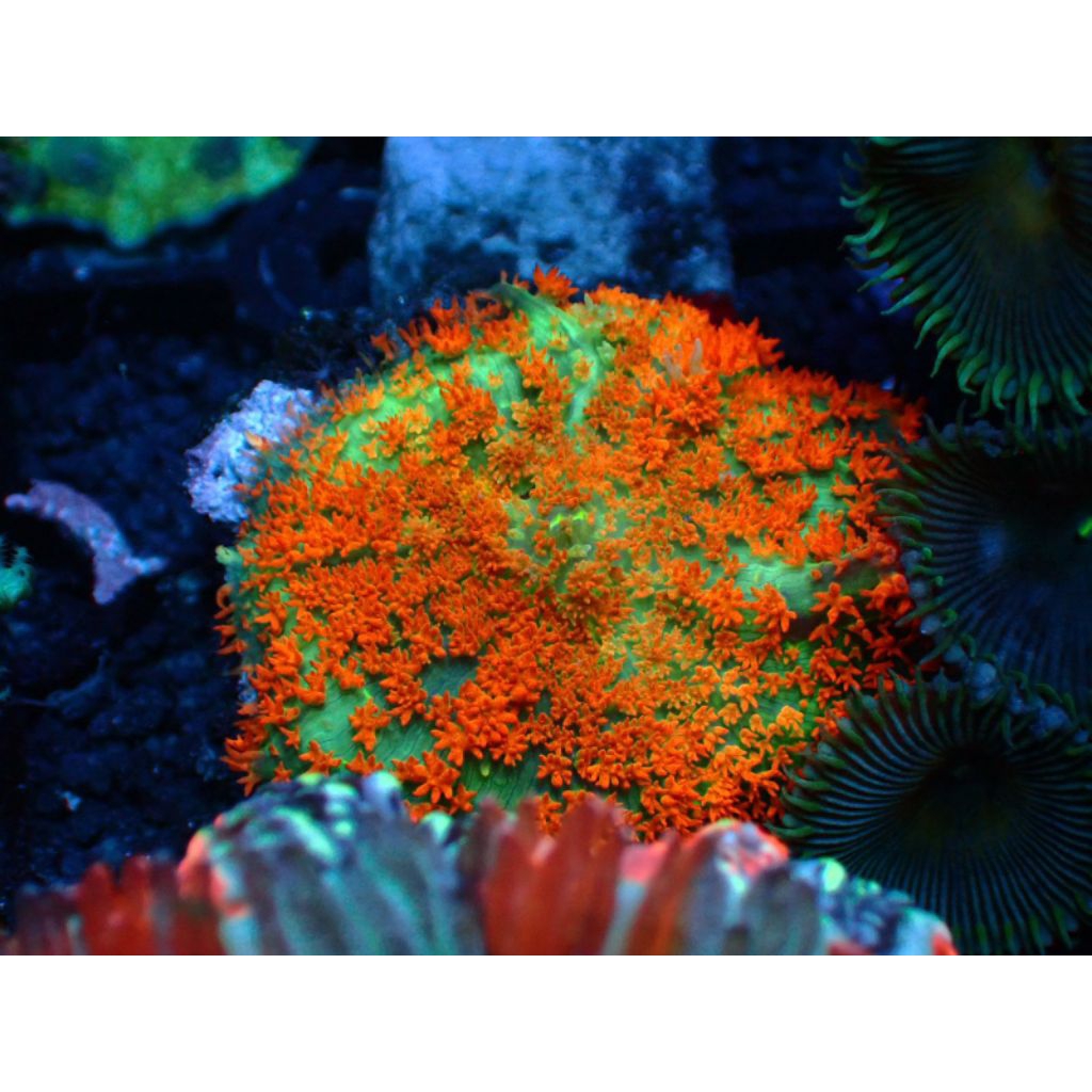 Mushroom Rodactis Reeftank Aquarium Laut