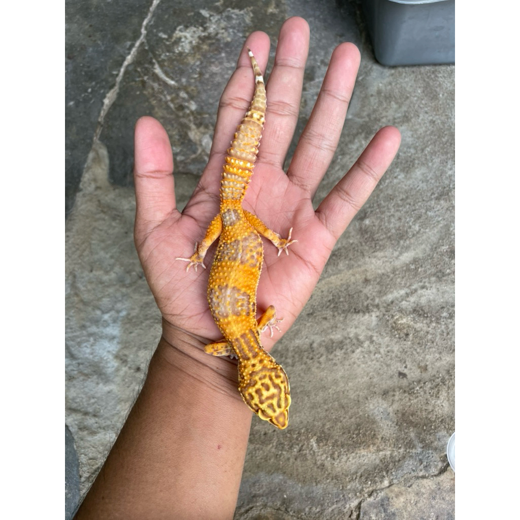 Tokek Gecko Leopard Betina Unik Lucu