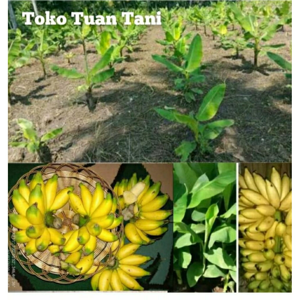bibit pisang Brazil