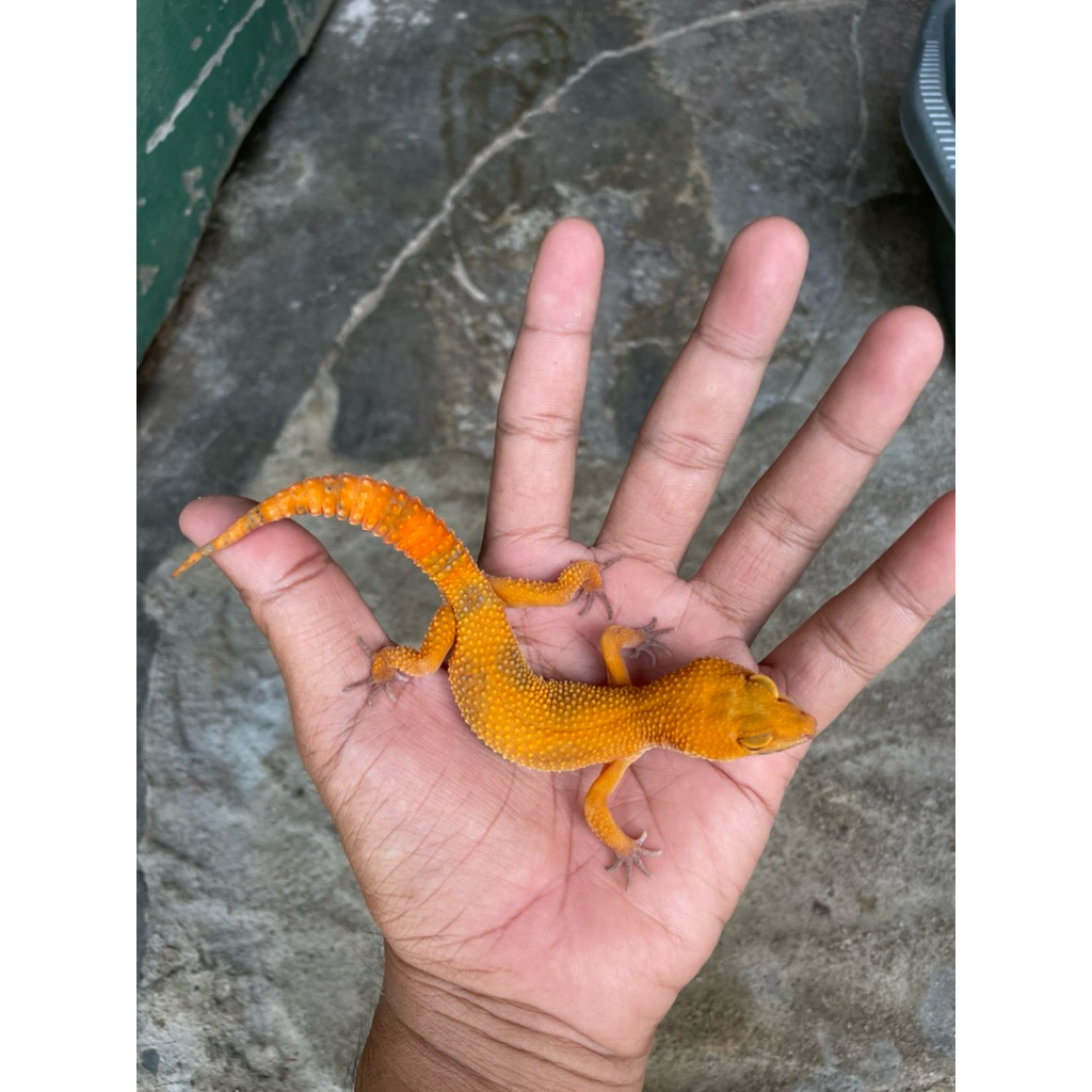 Tokek Gecko Leopard Jantan Unik Lucu