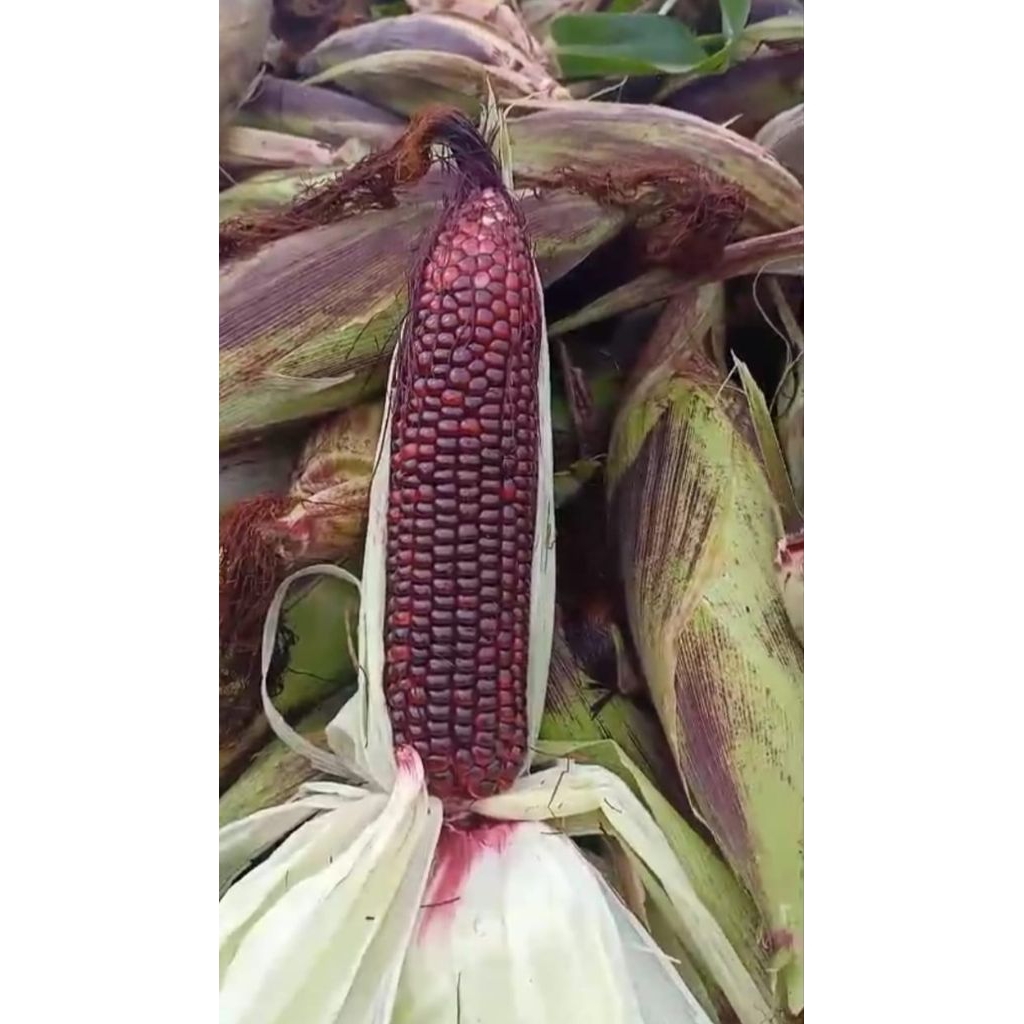 JAGUNG UNGU