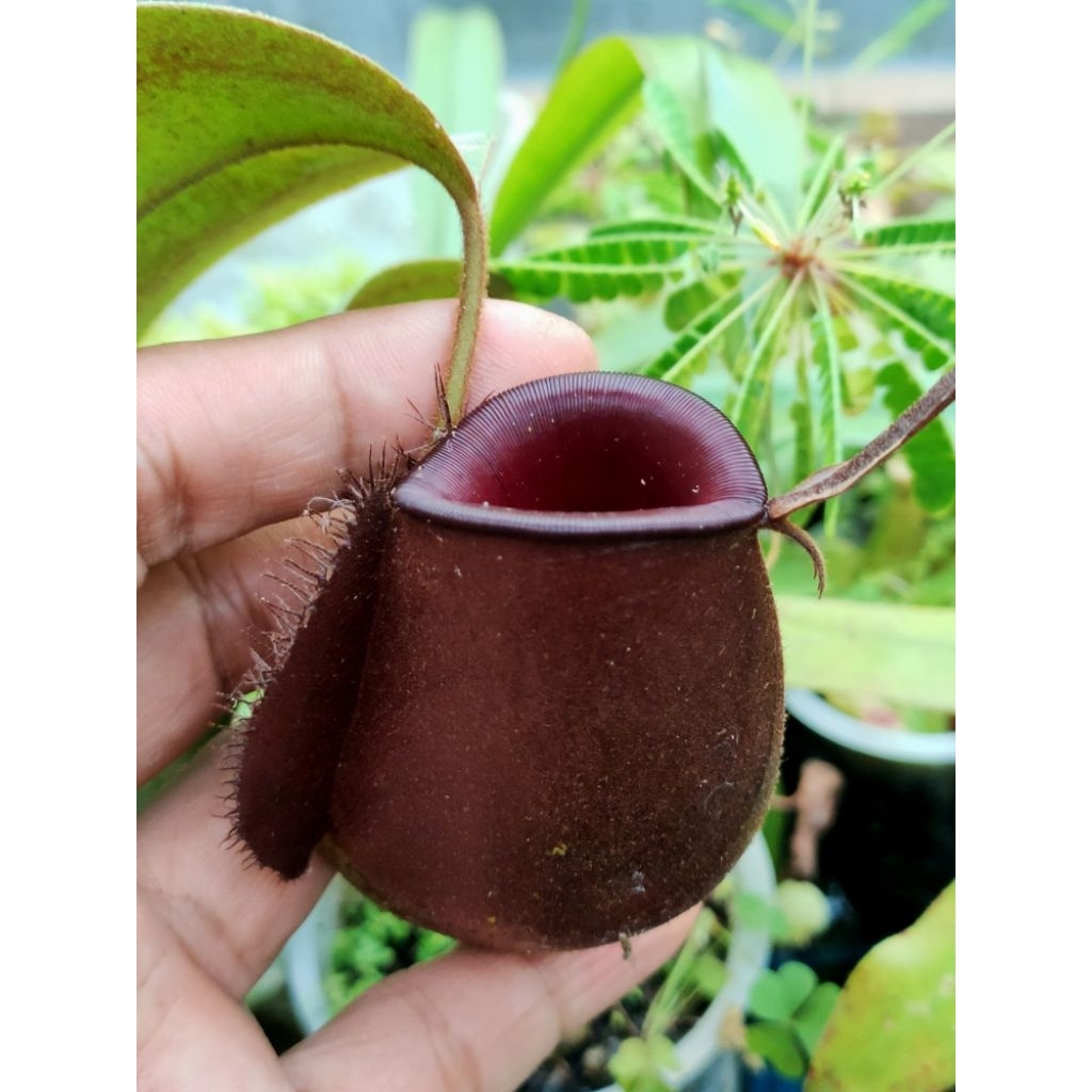 Nepenthes Ampullaria Brown