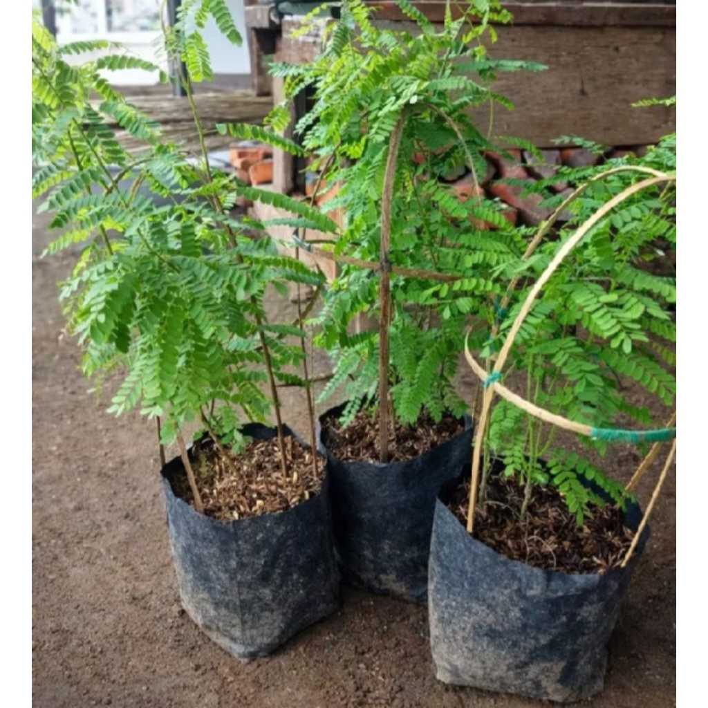 Tanaman Saga- pohon saga pohon herbal