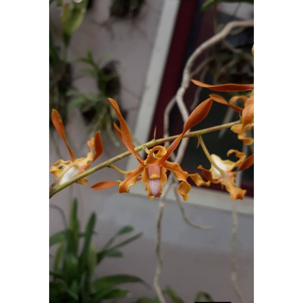 Dendrobium Tangerinum