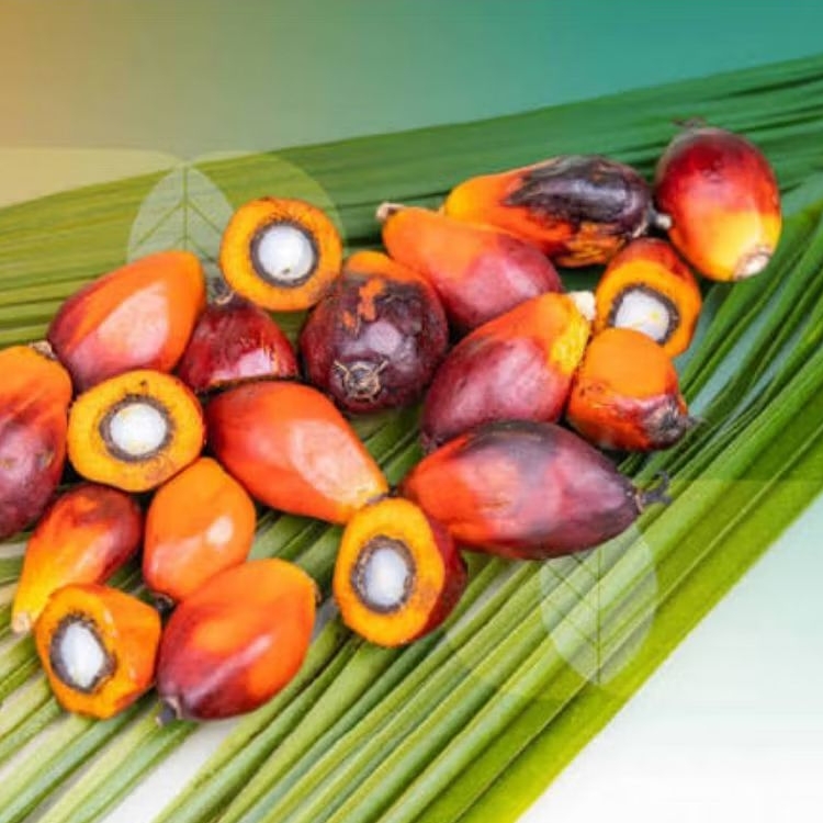 biji sawit matang premium. per paket berisi 1 kg biji sawit