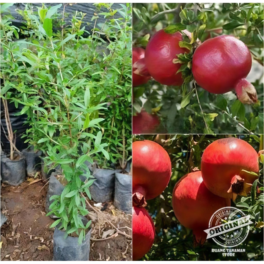 Tanaman buah delima siap berbuah / pohon buah delima siap berbuah