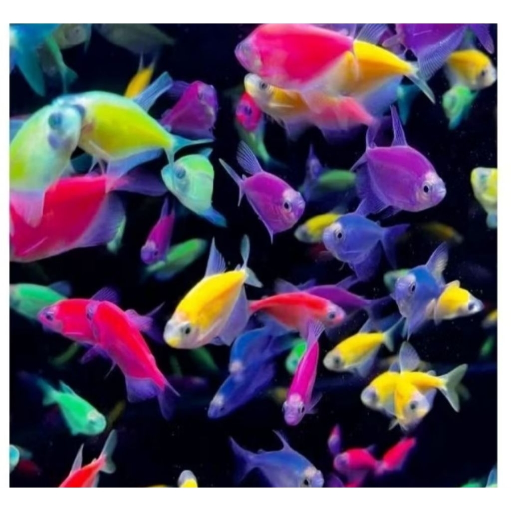 Glowfish