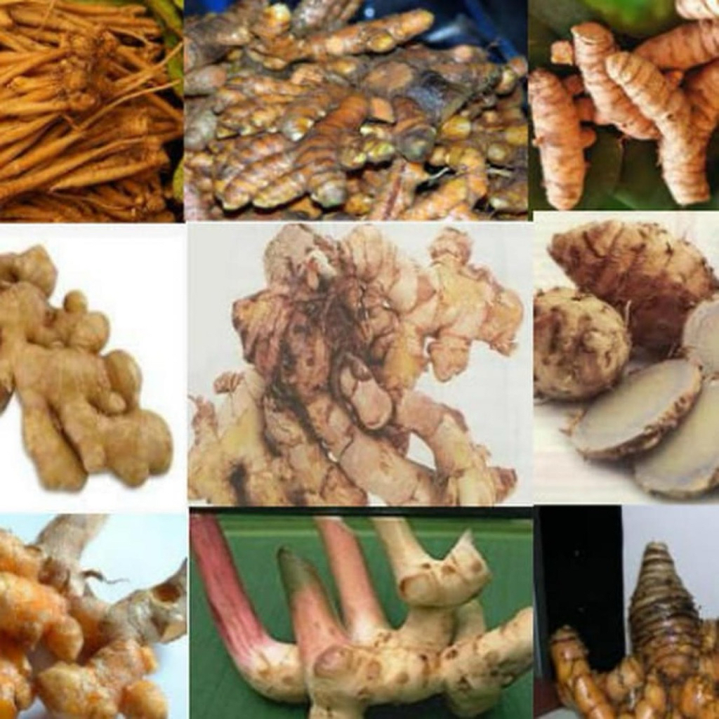 kencur jahe kunyit sere daun jeruk daun salam