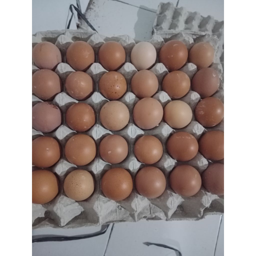 TELUR AYAM NEGRI