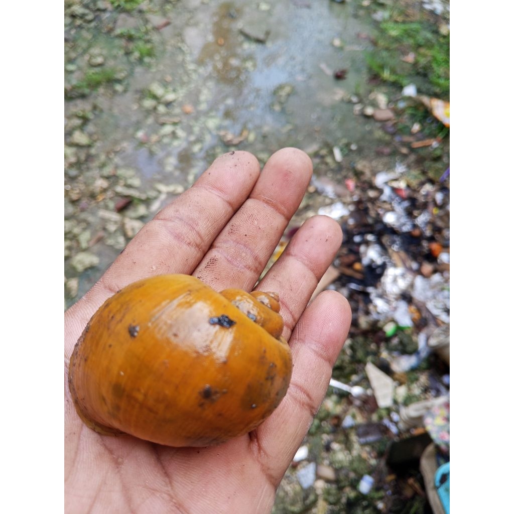 cangkang keong mas buat kelomang