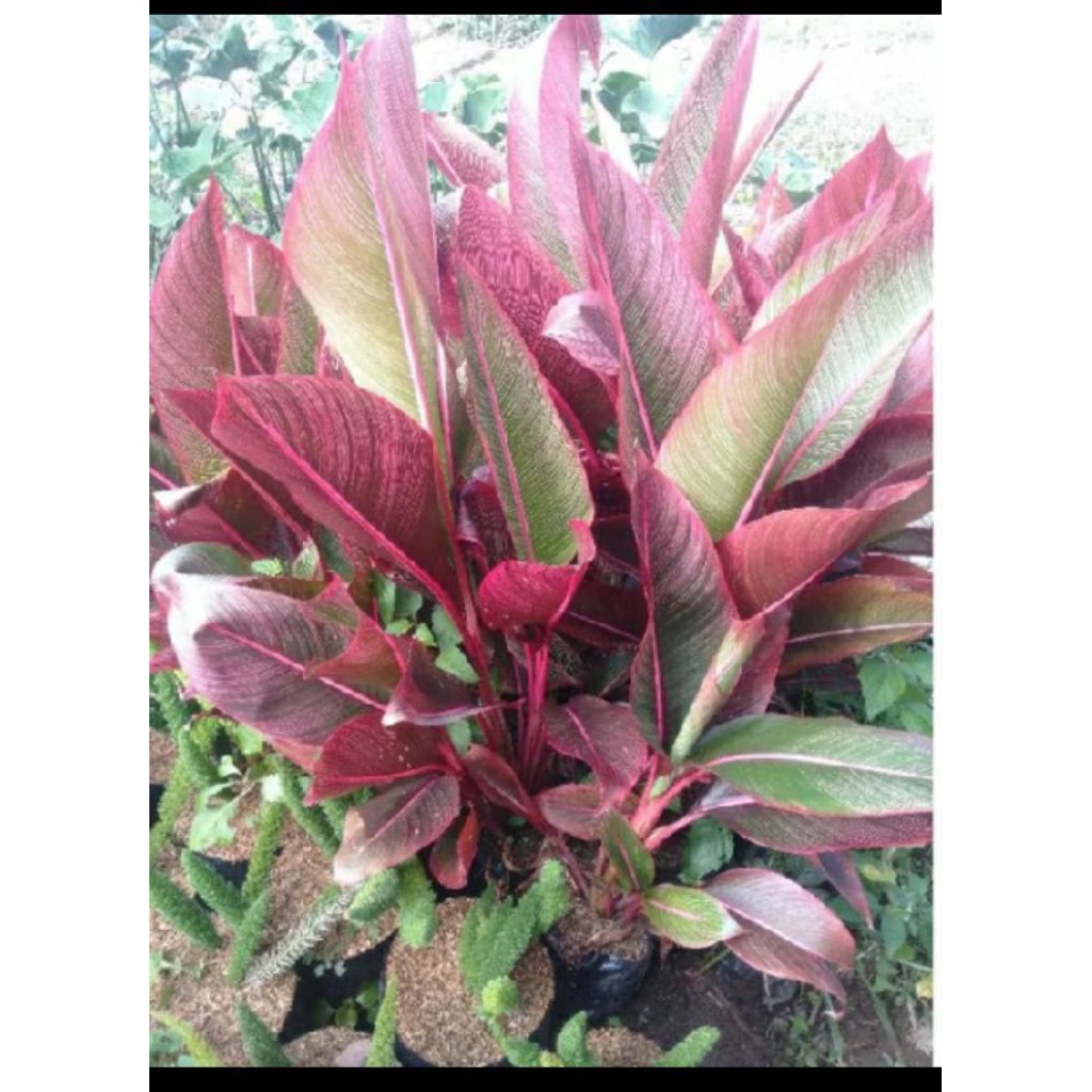 Tanaman Hias Pisang Bugis merah