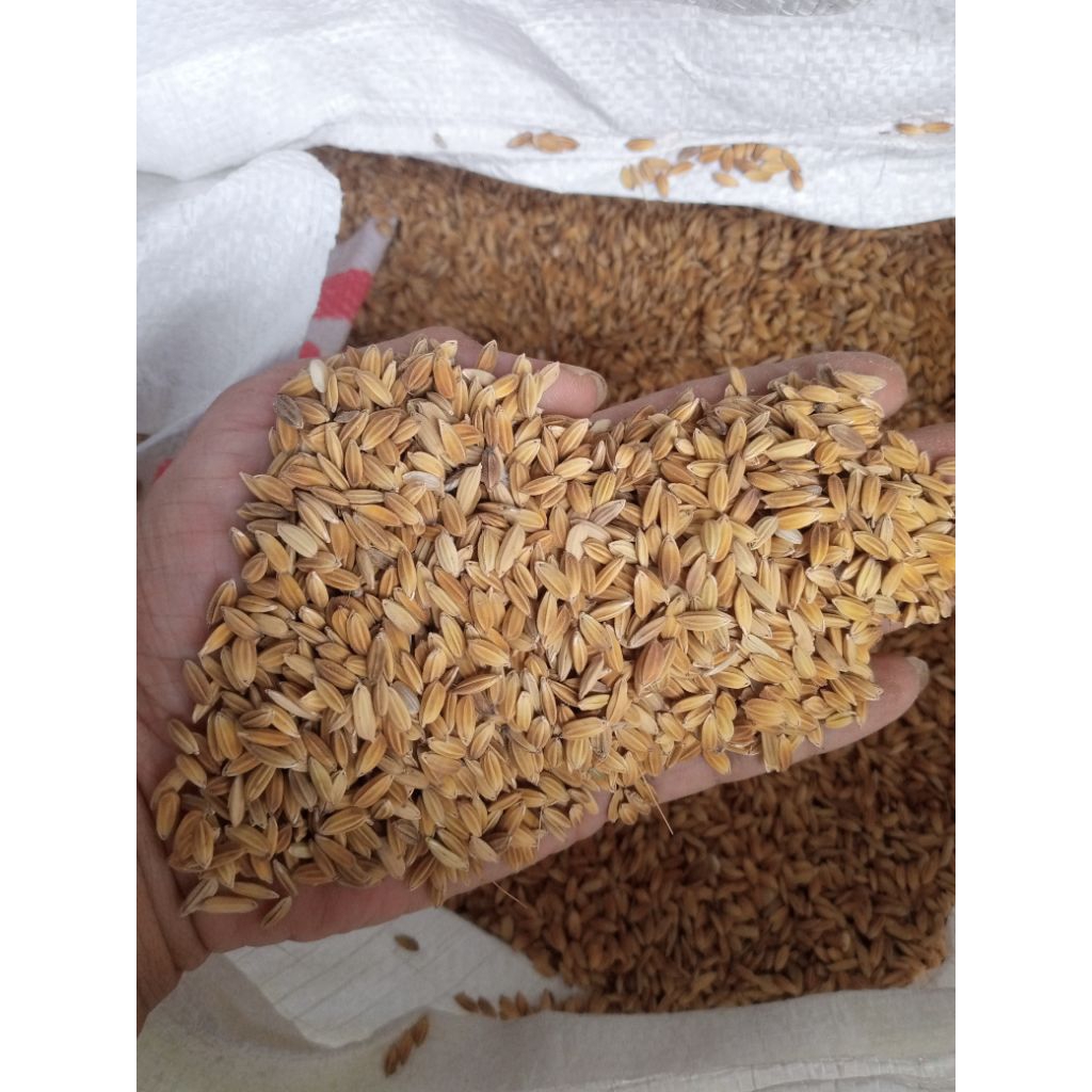 gabah muncul padi muncul repack 1 kg.