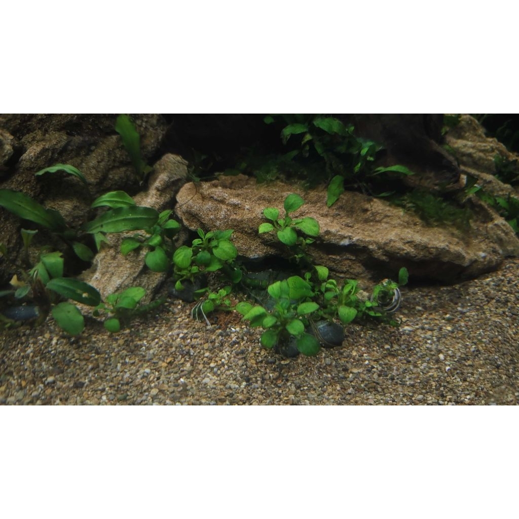 Anubias Petite