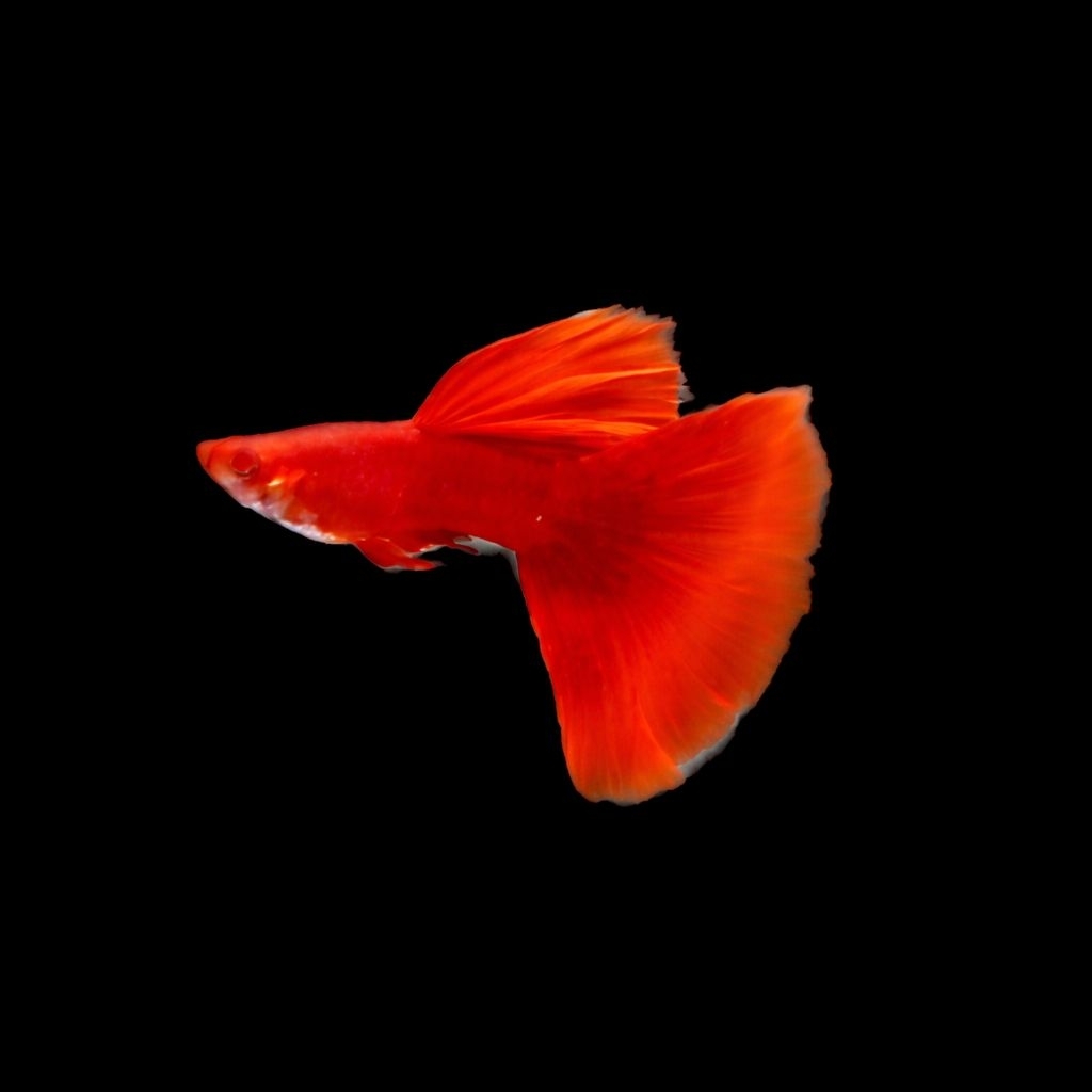 Guppy Albino Full Red (AFR) Shark Dorsal Big Tail  | Grade A+ | Hiasan Akuarium