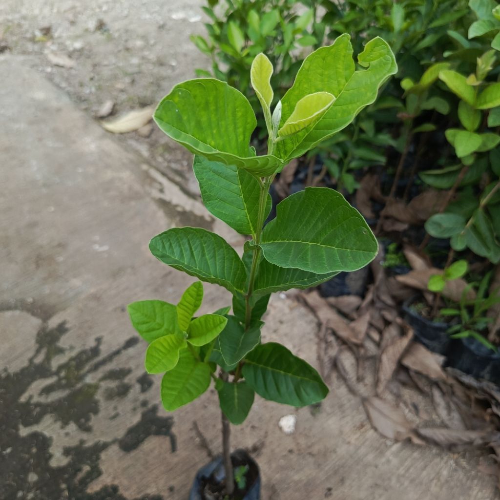 Bibit Jambu Kristal Tanaman Jambu Kristal