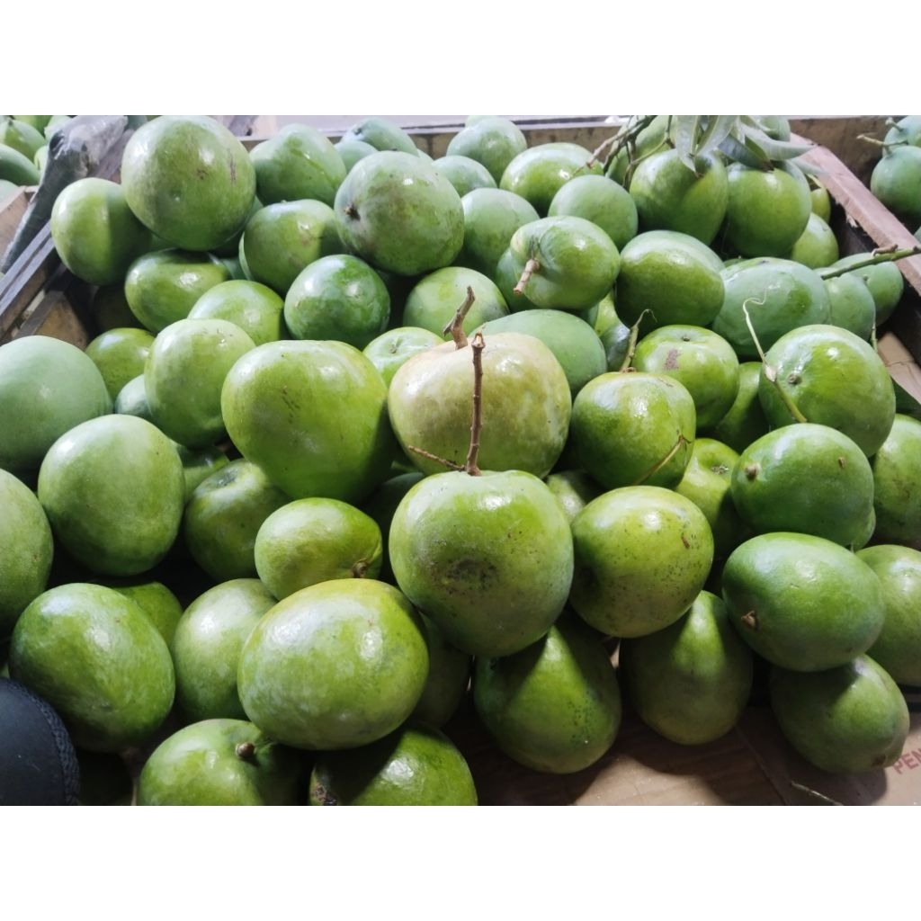 [PREMIUM] Buah Mangga Kelapa Mentah Mengkal 3Kg Untuk Rujak