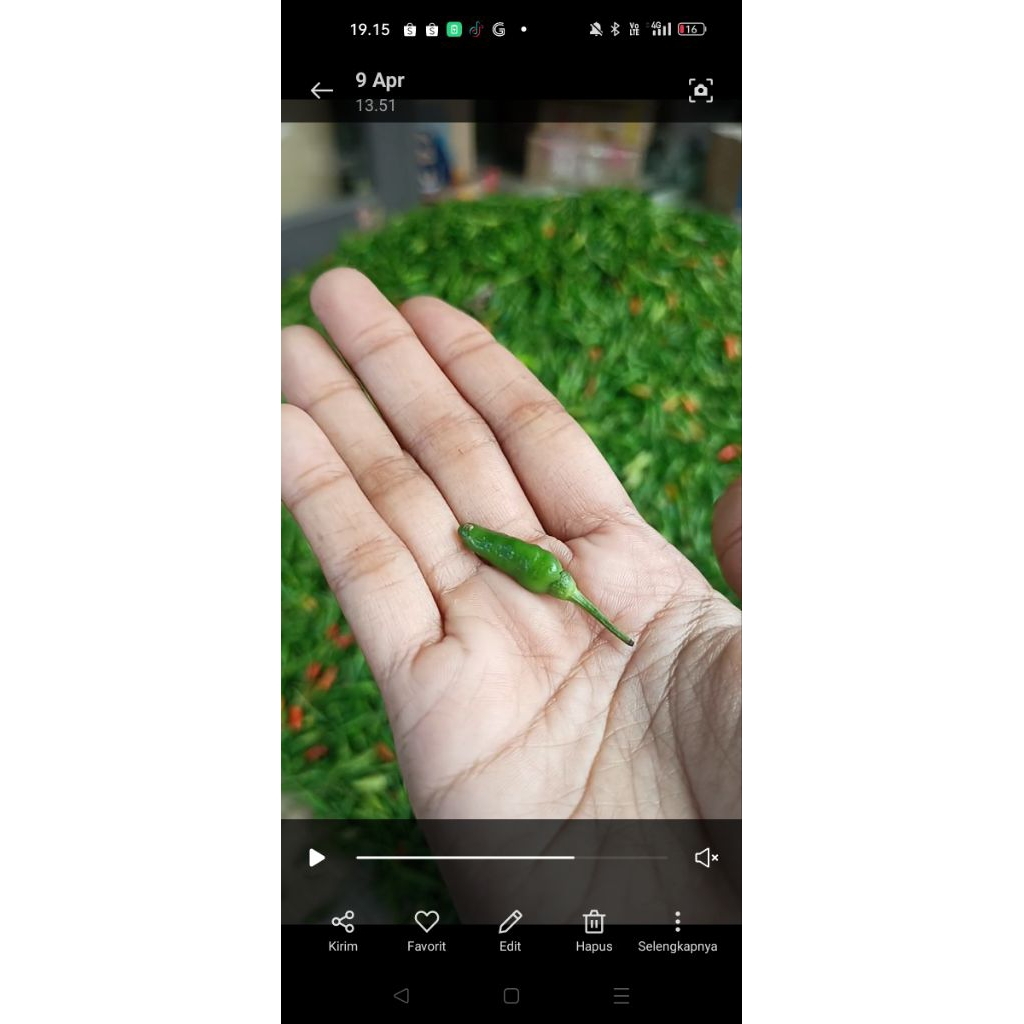 CABE HUTAN 500 GRAM