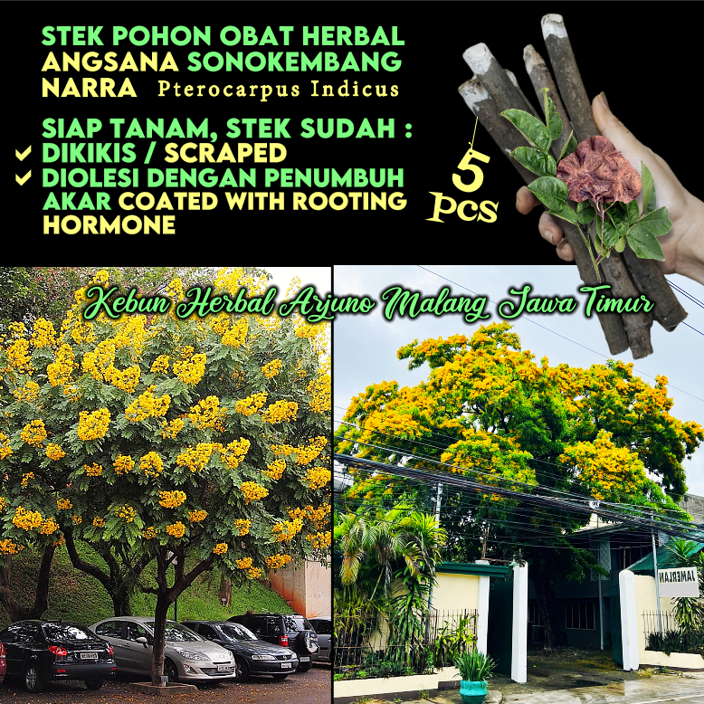 Angsana Sonokembang 5pcs Stek Pohon Apotek Hidup Toga Obat Keluarga Herbal Tradisional Pagar Peneduh